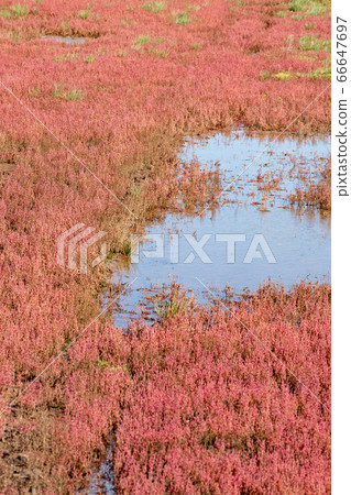 Red coral grass 66647697