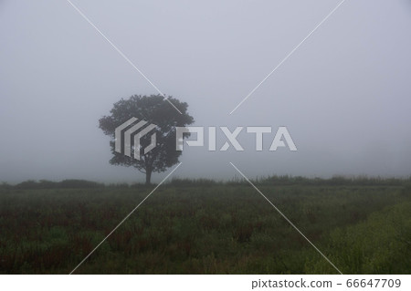 Tree standing in the morning mist Tree standing in the morning mist 66647709