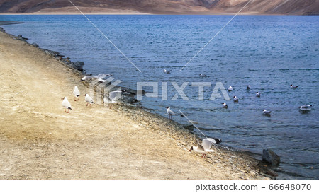 Pangong Tso, Ladakh, India Pangong Tso, Ladakh, India 66648070