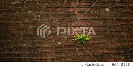 Vintage brick wall overgrown by plants. Brown wall with green plants growing in cracks between bricks of brickwork. Grunge texture or background Vintage brick wall overgrown by plants. Brown wall with green plants growing in cracks between bricks of brickwork. Grunge texture or background 66648158