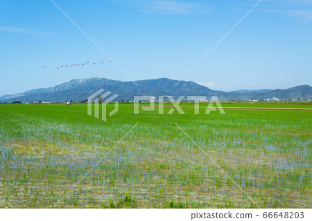 paddy field in the Ebro Delta in Deltebre, Spain paddy field in the Ebro Delta in Deltebre, Spain 66648203
