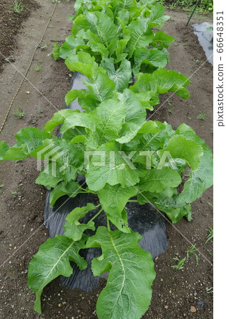 辣根葉（蘿蔔蘿蔔）在菜園裡 66648351