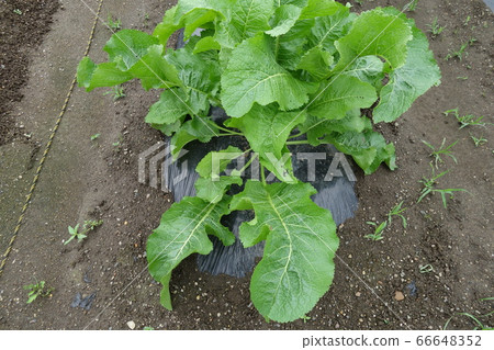 辣根葉(蘿蔔蘿蔔)在菜園裡 辣根葉(蘿蔔蘿蔔)在菜園裡 66648352