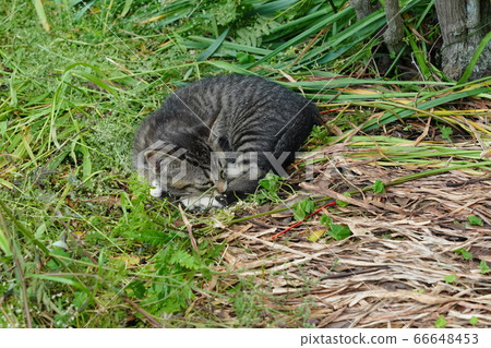Kitten taking a rest with a futon from a playful weed 66648453