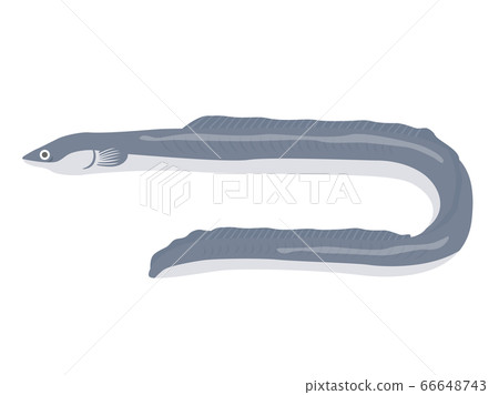 鰻魚的插圖 鰻魚的插圖 66648743