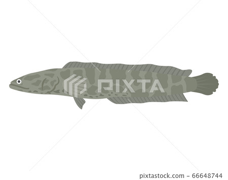 雷魚圖 66648744