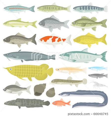 插圖集的淡水魚 插圖集的淡水魚 66648745