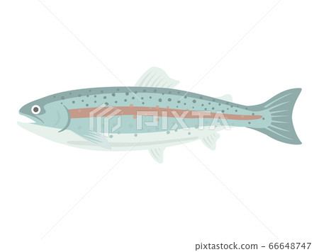 Rainbow trout illustration 66648747