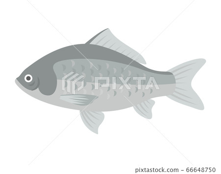 Illustration of crucian carp Illustration of crucian carp 66648750