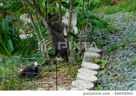 Stray cat kittens who fell asleep while playing with their brothers 66649068