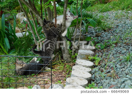 Stray cat kittens who fell asleep while playing with their brothers 66649069