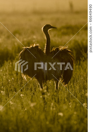 Greather rhea .La Pampa Argentina Greather rhea .La Pampa Argentina 66649490