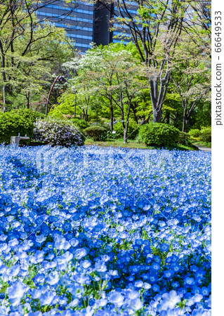 Nemophila盛開的春天東京日比谷公園 Nemophila盛開的春天東京日比谷公園 66649533