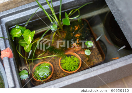 Biotope Medaka aquarium 66650110