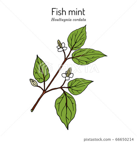 Fish mint Houttuynia cordata , medicinal plant 66650214