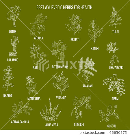 Ayurvedic herbs, natural botanical set 66650375