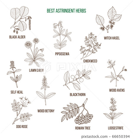 Best astridgent herbs 66650394