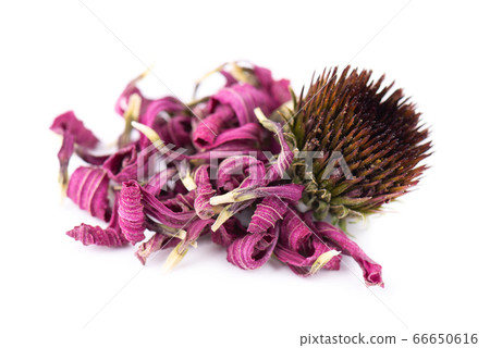 Dried Echinacea flowers, isolated on white background. Petals of Echinacea purpurea. Medicinal herbs. 66650616