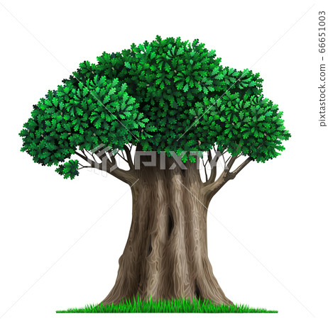 Realistic fairy old oak tree in vector Realistic fairy old oak tree in vector 66651003