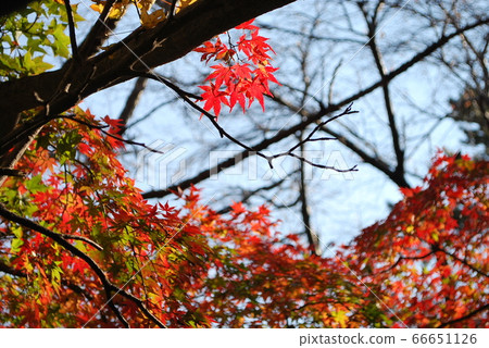 Autumn leaves of Hakone Yusakaji 66651126