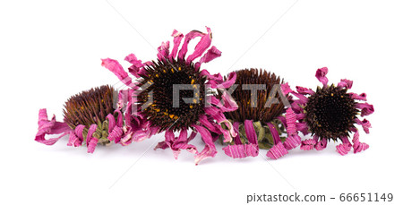 Dried Echinacea flowers, isolated on white background. Petals of Echinacea purpurea. Medicinal herbs. 66651149
