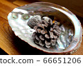 鮑魚殼中的松果 66651206