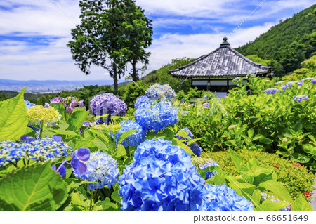 Zenpusuji,新鮮的綠色植物和繡球盛開 Zenpusuji,新鮮的綠色植物和繡球盛開 66651649