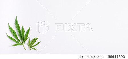Cannabis marijuana cannabis leaves on white blank background. Floral background minimalism. Horizontal frame flat layout 66651890