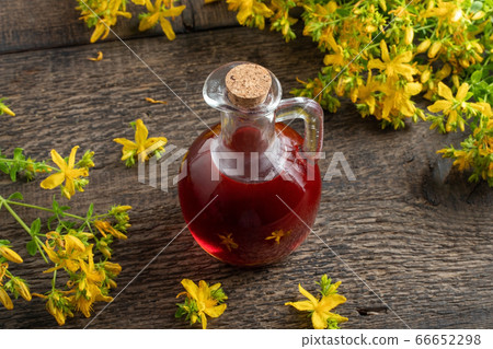 Red oil made from St. John's wort flowers Red oil made from St. John's wort flowers 66652298