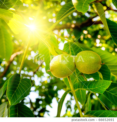 Fruits of a walnut on a branch of a tree in the 66652691