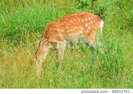 Ezo deer eating grass (Shiretoko Peninsula / Shari Town, Shari District, Hokkaido) 66652761