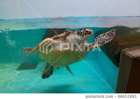 Green turtle (image) Green turtle (image) 66652893