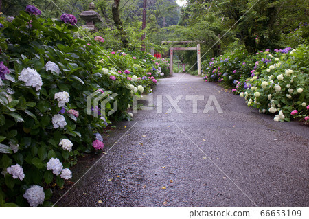 Tochigi City Taiheizan Hydrangea Slope Tochigi City Taiheizan Hydrangea Slope 66653109