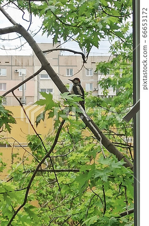 a moment of a bird looking out at the window to look at the weather to go out 66653172