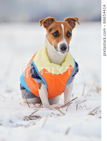 Small Jack Russell terrier dog in bright orange 66654414