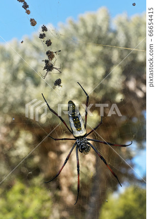Red legged golden orb weaver spider female - Red legged golden orb weaver spider female - 66654415