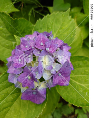  hydrangea 66655395