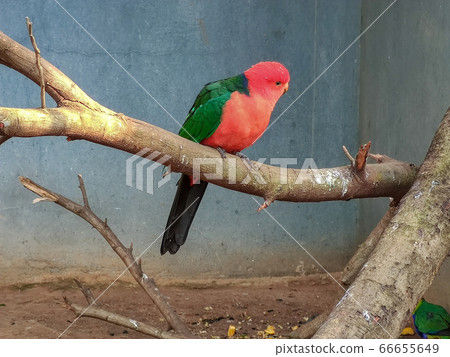 wonderful bird sitting in a cage 66655649