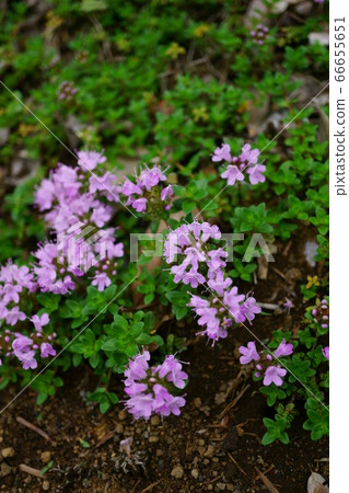 1309江戶吹奏 66655651