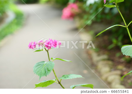 繡球花小町 繡球花小町 66655841