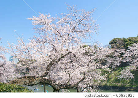 櫻花在千代gabuchi,東京盛開 櫻花在千代gabuchi,東京盛開 66655925