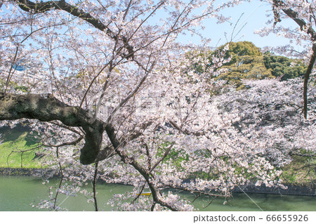 Sakura in full bloom in Chidori-gabuchi, Tokyo Sakura in full bloom in Chidori-gabuchi, Tokyo 66655926