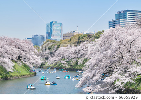 Sakura in full bloom in Chidori-gabuchi, Tokyo Sakura in full bloom in Chidori-gabuchi, Tokyo 66655929