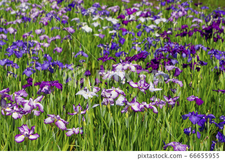 Kitayama Park at the time of iris bloom Colorful Hanashobu Kitayama Park at the time of iris bloom Colorful Hanashobu 66655955