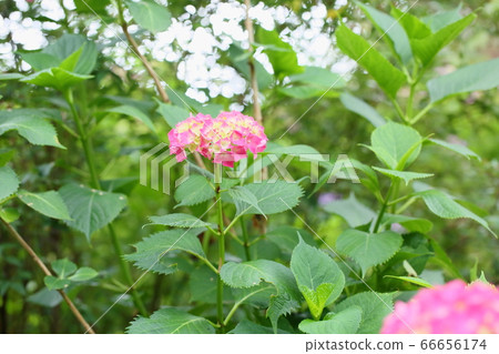 Hydrangea flower first love Hydrangea flower first love 66656174