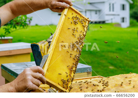 Beekeeper works on takes out frames with Beekeeper works on takes out frames with 66656200