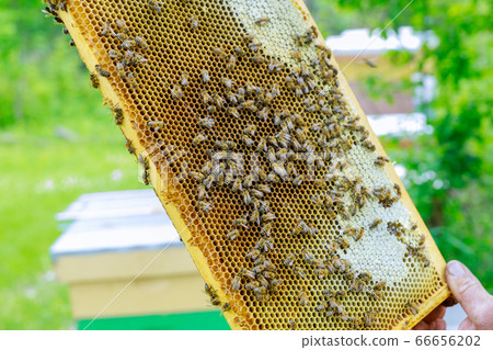Beekeeper stands near the hives holding honeycomb Beekeeper stands near the hives holding honeycomb 66656202