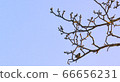 Tree and sparrow 66656231