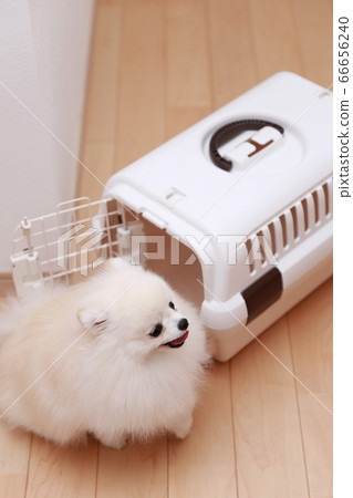 Put it in your dog's pomeranian crate and discipline it indoors 66656240