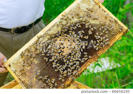 Beekeeper holds open frame with honeycombs filled Beekeeper holds open frame with honeycombs filled 66656295